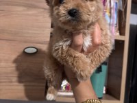 Maltipoo köpeği yavrularımız