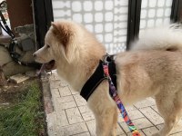 9 aylık uysal çin aslanı evcildir