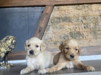 ORJİNAL GOLDEN RETRIEWER YAVRULAR ANKARA MAĞAZAMIZDA 