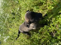 Malinois Yavruları