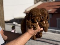 Minik poodle bebekler yeni yuvalarına gitmeye hazır