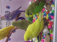 30 40 gün arası bebek muhabbet kuşları