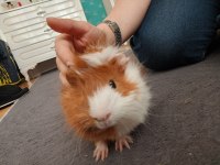 guinea pig 2 aylık