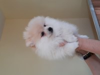 Irk garantili pomeranian