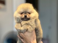 POMERANİAN BOO YAVRULAR