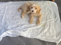 2 aylık bir dişi karma aşıları yapıldı tüm eşyalar maltipoo