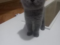 British shorthair 2 aylık