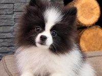 Pomeranian Bebeklerimiz İstanbul