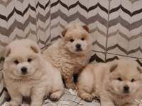 A-KALİTE BEYAZ CHOW CHOW BEBEKLER