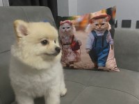 Pomeranian tilki surat köpeğimiz