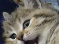 Şeker british longhair kızım yeni yuvasını arıyor
