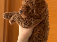 Tarçın ve Lindanın poodle kızı