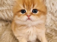 British Shorthair Harika Yavrular