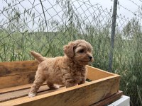 Maltipoo Korea kan 0 boy bebeklerimiz