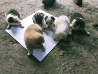 Mavi gözlü sibirya kurdu