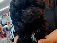Uyguna black maltipoo yavru