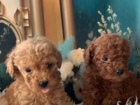 Irk Garantili Toy Poodle Yavru Köpekler