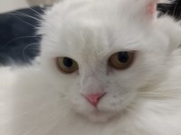 Acil ücretsiz scottish fold sahiplendirme