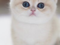 Özel Rengi İle Ay Golden British Shorthair