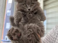 Bal gibi tatlı yavru british longhair kediler