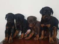 Saf kan scr DOBERMAN yavruları