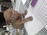 Şivava yavru köpeğimiz