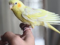 30-40 GÜNLÜK BEBEK LUTİNO KIRMIZI GÖZ SULTAN PAPAĞANI