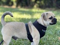 AŞILARI TAM 7 AYLIK PUG YAVRUSU