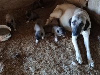 Sivasdan has kangal yavruları