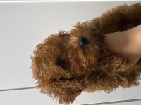ORJİNAL RED BROWN TOY POODLE YAVRUMUZ MEVCUTTUR