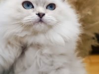 A KALİTE BRİTİSH LONGHAİR DİŞİ YAVRUM