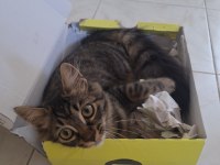Ücretsiz Sahiplendirme Tekir Kedimiz