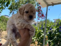Çok tatlı maltipoo yavrularımız