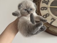 Dünyalar şekeri scottish fold