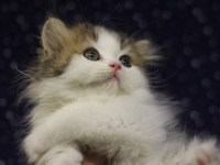 bi tatlı, bicolor, bi özel yavru kedimiz