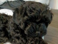 Mini minnak maltipoo bebeklerimiz