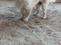 1.5 yaşında chihuahua acil uygundur