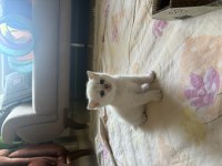 ERKEK BEYAZ KEDİMİZ