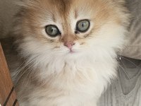 Safkan anne ve babadan british longhair