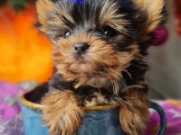 Şecereli Teacup Yorkshire Terrier Yavrular