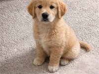 Bebek Yüz Golden Retriever Yavrular 2 Aylık
