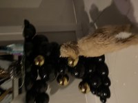 Acil sahiplendiriyorum 4 aylık maltipoo