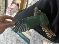 Full evcil turkuaz konur 5 aylık