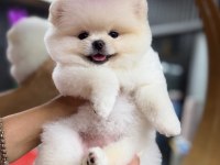 Orjinal Pomeranian Boo Ayı Surat 