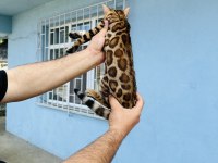 Saf kan bengal
