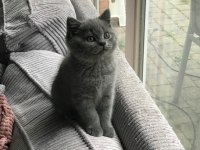 BEKLENEN İLAN AÇILDI A+ SAF KAN BRITISH SHORTHAIR YAVRULAR