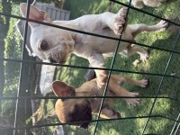 Özel Görünümlü French Bulldog Yavruları