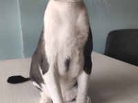 Ofis Kedilerimizi Sahiplendiriyoruz