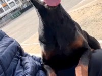 Kral Doberman