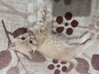 Exotic Shorthair 2 Aylık